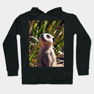 Meerkat Hoodie